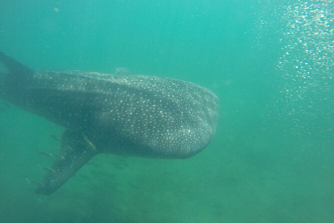 Snorkel Tour with Whale Shark in La Paz - Key Highlights You Should Know