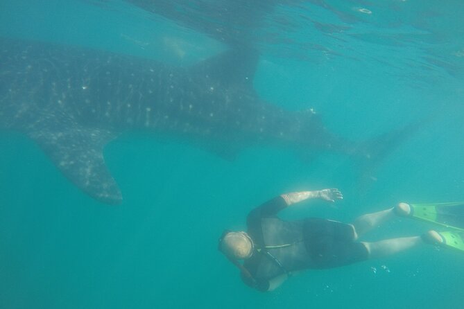 Snorkel Tour with Whale Shark in La Paz - Price and Value: What $131.43 Buys in Real Terms