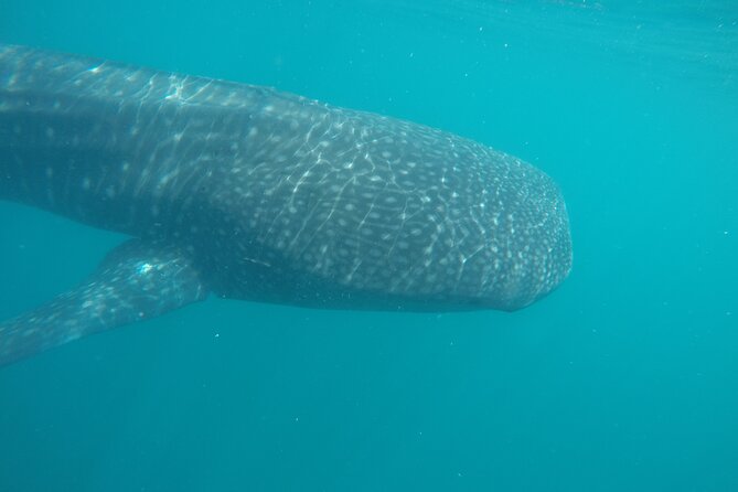 Snorkel Tour with Whale Shark in La Paz - Getting Closer to the Sharks: When They Feed, They Slow Down