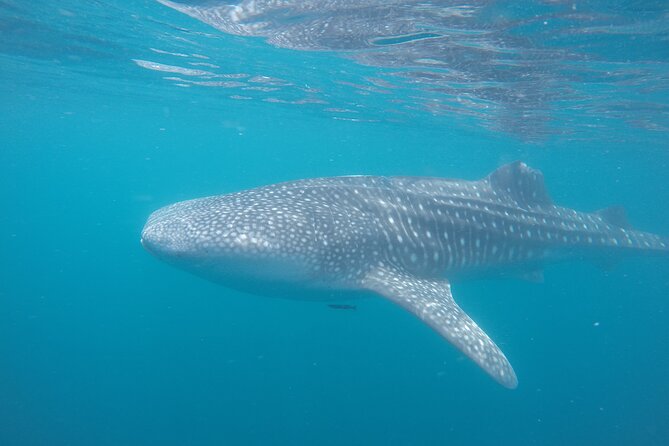Snorkel Tour with Whale Shark in La Paz - Guides, Crew, and the Marine Life Talk You Can Use