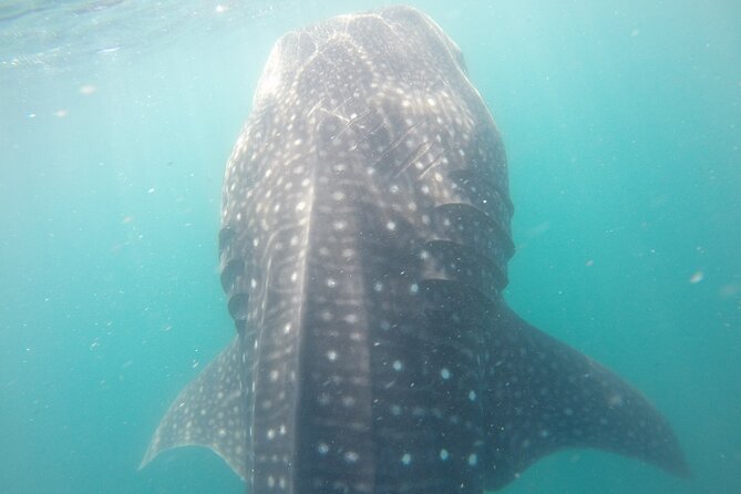 Snorkel Tour with Whale Shark in La Paz - Wetsuits, Fins, and What Your Body Needs to Enjoy This