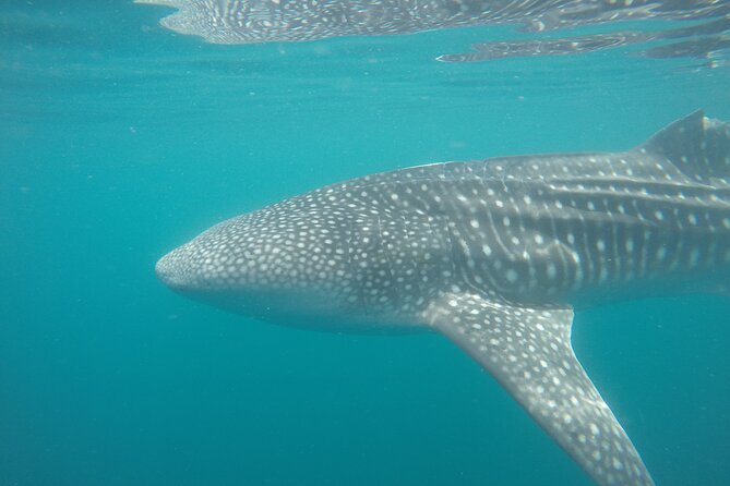 Snorkel Tour with Whale Shark in La Paz - Snacks, Water, and the Small Comforts That Make a Difference