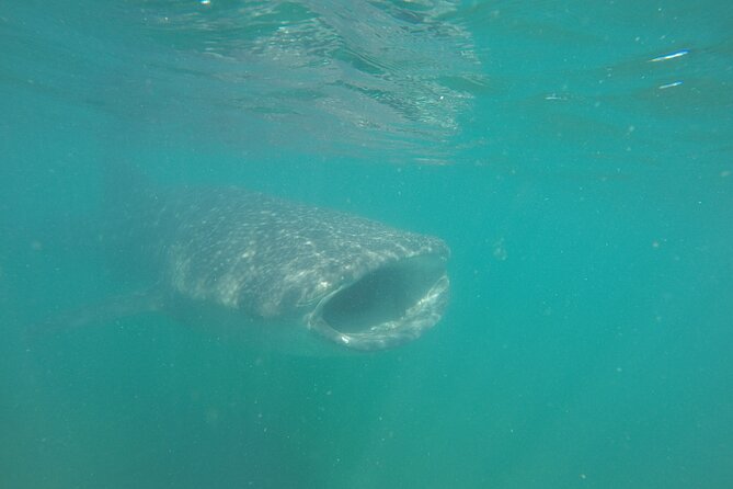 Snorkel Tour with Whale Shark in La Paz - Where You Meet, When You Return, and How the Timing Feels