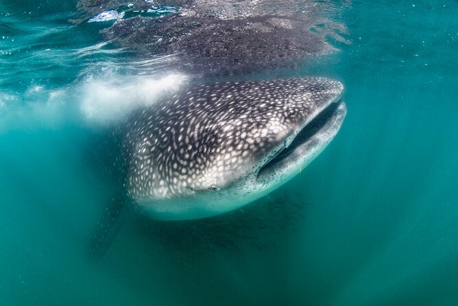 Snorkel with Whale Sharks in La Paz - Key highlights you should know first