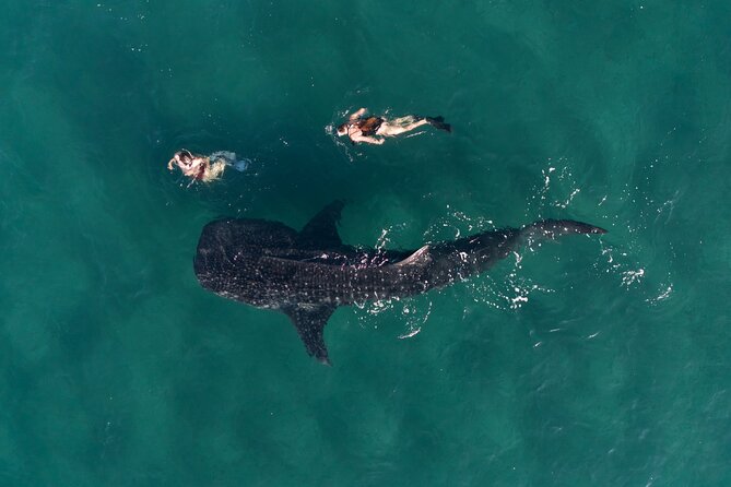 Snorkel with Whale Sharks in La Paz - Whale sharks in La Paz, and why El Mogote matters