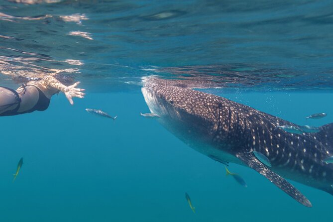 Snorkel with Whale Sharks in La Paz - Snorkeling setup: shallow-water swimming and calm group pacing