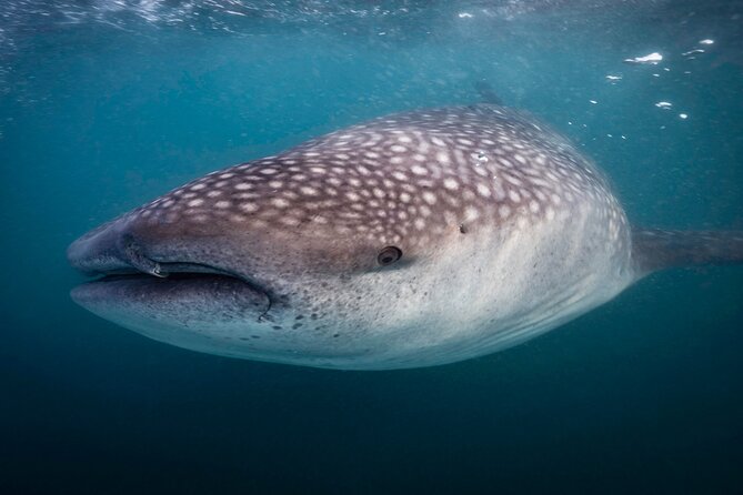 Snorkel with Whale Sharks in La Paz - What you’ll actually see in the water near El Mogote