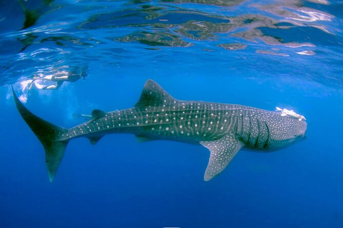 Snorkel with Whale Sharks in La Paz - Small group size and the value of good coordination