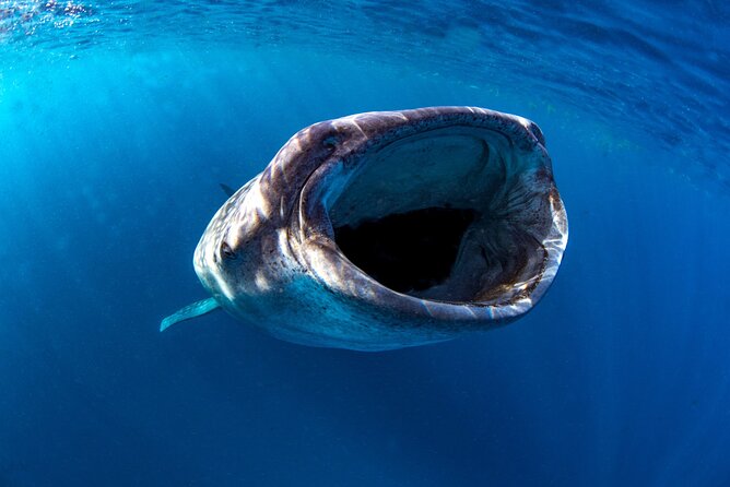 Snorkel with Whale Sharks in La Paz - Price and value: is $131.42 worth it?