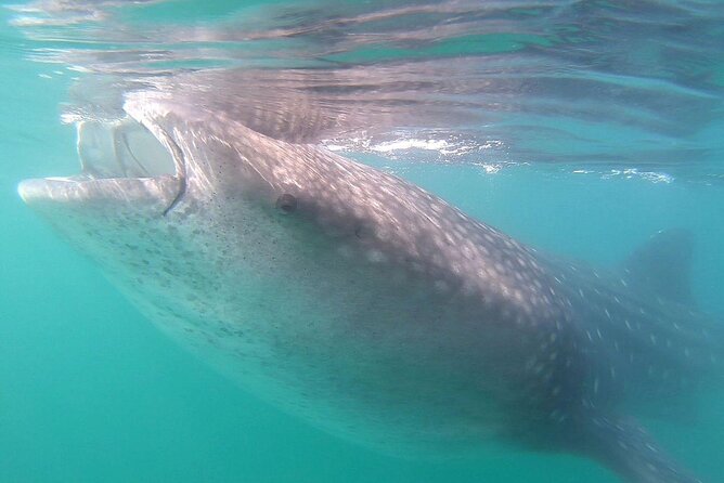 Snorkel with Whale Sharks in La Paz - Who this whale shark snorkel is for, and who should think twice