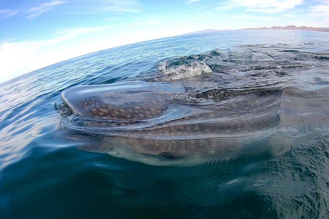 Snorkel with Whale Sharks in La Paz - Booking call: should you book this La Paz whale shark snorkel?