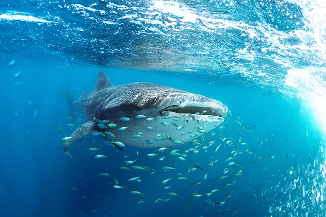 Snorkel with Whale Sharks in La Paz - Your morning at Muelle Fiscal: what happens before the water