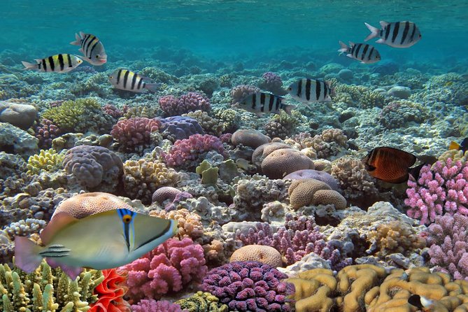 Snorkeling Adventure at Isla Mujeres Includes Lunch and Open Bar - Free time on Isla Mujeres: folklore streets, shopping pressure, and pacing