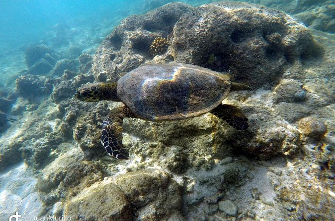 Snorkeling Adventure Cabo Pulmo - Stop 1: Cabo Pulmo Marine Preserve, Built for Fish Spotting