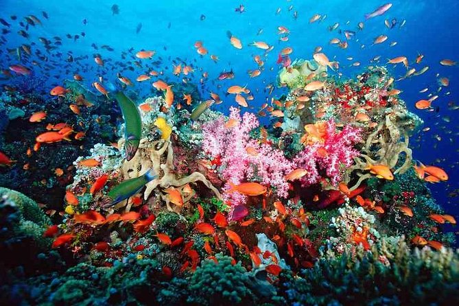 Snorkeling Adventure in Puerto Morelos Includes snack, Water and Round Trip. - Key Points Before You Go