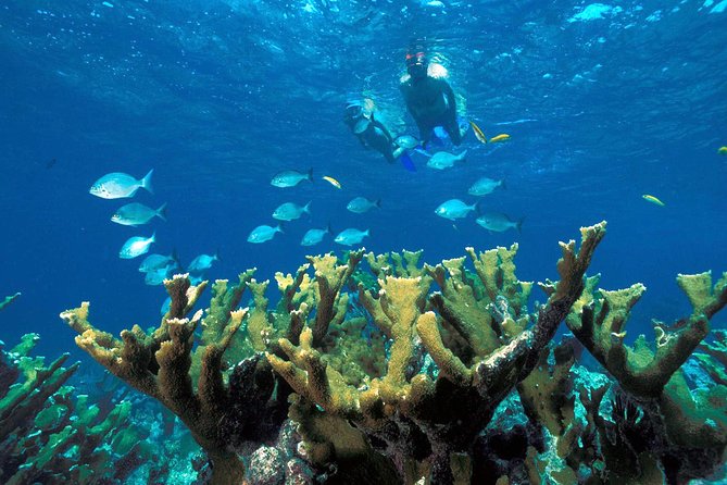 Snorkeling Adventure in Puerto Morelos Includes snack, Water and Round Trip. - National Reef Park Snorkeling: What 45 Minutes Can Actually Deliver