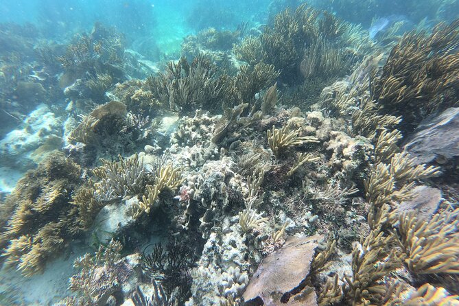 Snorkeling Adventure in Puerto Morelos Includes snack, Water and Round Trip. - Tequila Tasting and a Mayan-Themed Walk: Fun Culture, Not a Lecture Marathon