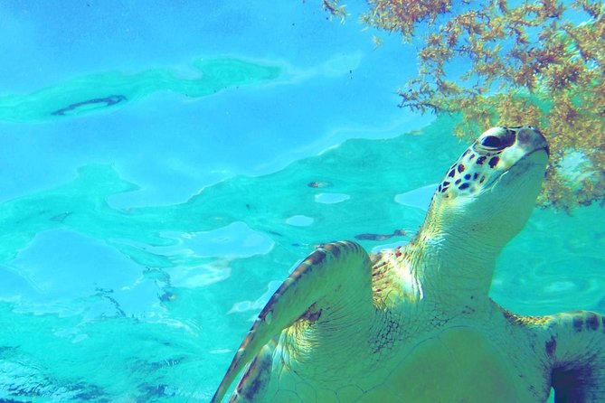 Snorkeling Adventure Tour Reef & Cenote - Getting there: the meeting point near Tulum Beach and a clean 8:45 start