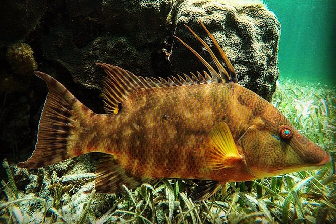 Snorkeling Guided Activity in Puerto Morelos Mexico - Key points at a glance