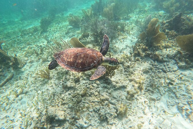 Snorkeling Guided Activity in Puerto Morelos Mexico - Puerto Morelos National Park snorkel: the value of a tight 2-hour outing