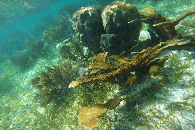 Snorkeling Guided Activity in Puerto Morelos Mexico - Stop 1 at Faro de Puerto Morelos: your first 40 minutes on the reef