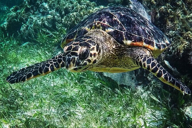 Snorkeling Guided Activity in Puerto Morelos Mexico - Equipment, comfort, and the little practical wins