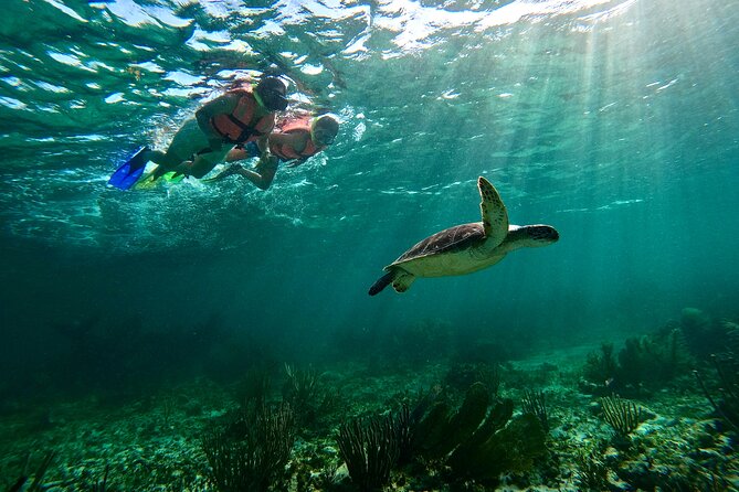 Snorkeling Guided Activity in Puerto Morelos Mexico - Faro Inclinado meeting point: what to know before you go
