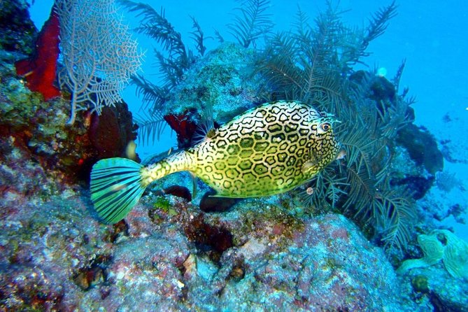 Snorkeling in Puerto Morelos - Meeting Point and Getting There Without Stress