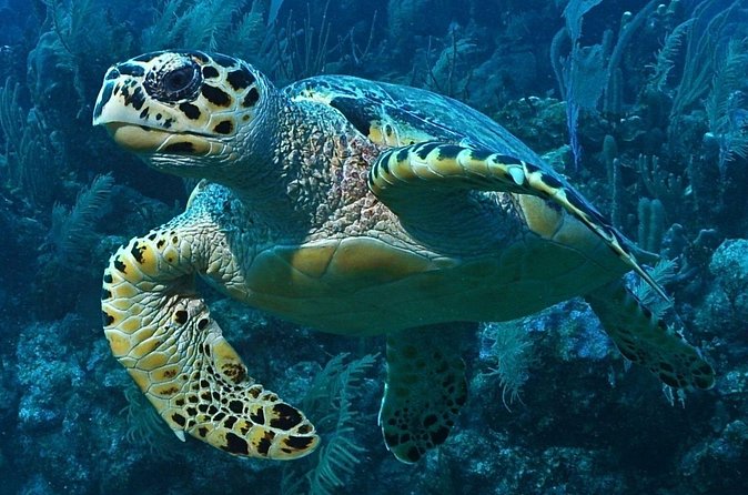Snorkeling in Puerto Morelos - Stop 2: A Second Reef Location Inside the Puerto Morelos Biosphere