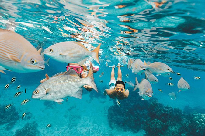 Snorkeling in Puerto Morelos - What You Can Reasonably Expect to See