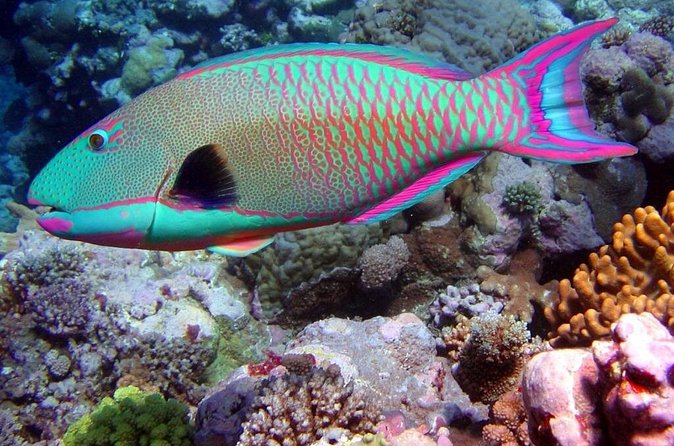 Snorkeling in Puerto Morelos - Guides Matter More Than You Think (And You’ll Feel It)