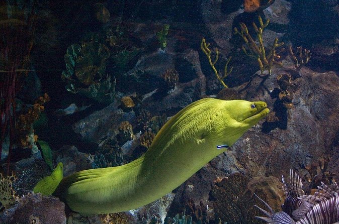 Snorkeling in Puerto Morelos - Weather and Red-Flag Reality Checks