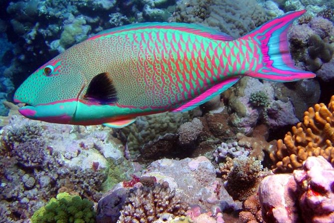 Snorkeling in Puerto Morelos - Stop 1: Mesoamerican Reef (Belize Barrier Reef) and the First Water Check