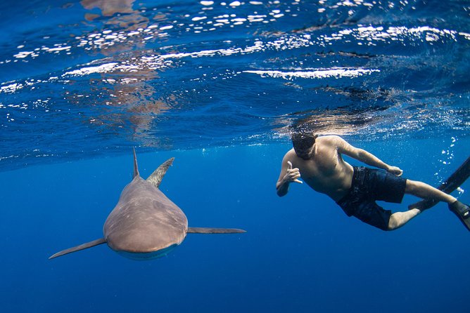 Snorkeling or Swimming with Sharks in Cabo San Lucas - Key things I’d pencil into your brain before you book