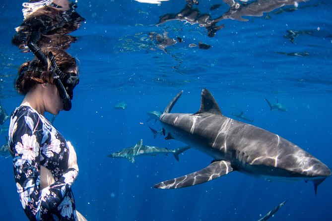 Snorkeling or Swimming with Sharks in Cabo San Lucas - What you get for the half-day, and why it is practical