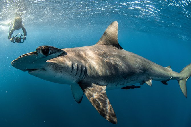 Snorkeling or Swimming with Sharks in Cabo San Lucas - El Arco stop: the Cabo photo moment, without turning it into a sightseeing day