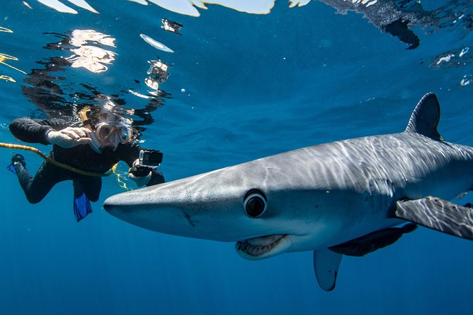 Snorkeling or Swimming with Sharks in Cabo San Lucas - The shark time: briefing, safety line, and how the water experience works