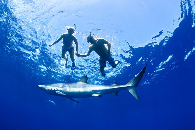 Snorkeling or Swimming with Sharks in Cabo San Lucas - The big choice: you are buying an encounter, not a guarantee