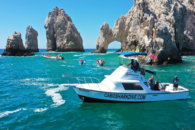 Snorkeling or Swimming with Sharks in Cabo San Lucas - Species and extra wildlife: what you might see