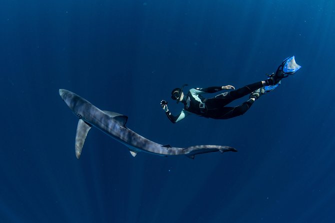 Snorkeling or Swimming with Sharks in Cabo San Lucas - Motion sickness and boat comfort: what to do so your day stays fun