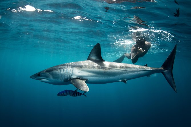 Snorkeling or Swimming with Sharks in Cabo San Lucas - Meeting point reality: where to go and what to do first