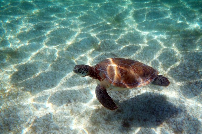Snorkeling with Caribbean fish and private cenote exploration - The hidden value: small-group attention in both water settings