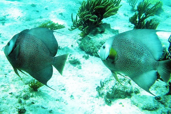 Snorkeling with Caribbean fish and private cenote exploration - Lunch after snorkeling and cave walking, not just a filler