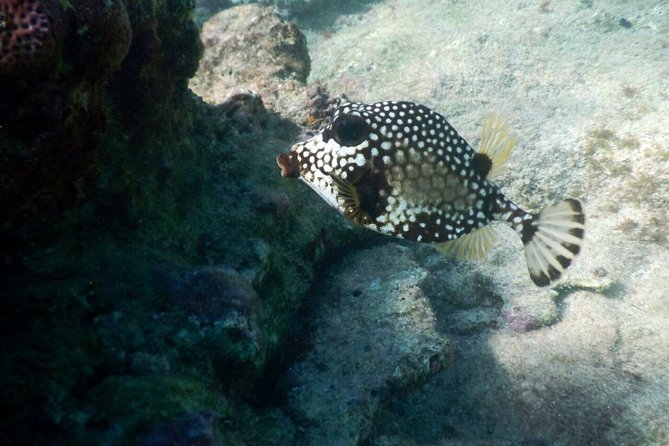 Snorkeling with Caribbean fish and private cenote exploration - Price and logistics: does $169 feel fair?