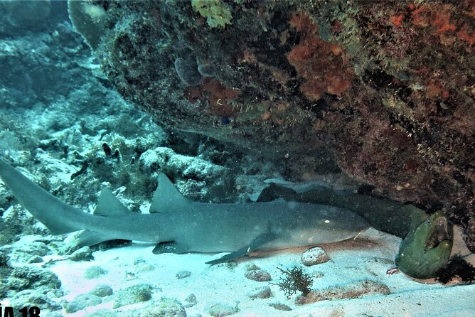 SPECIAL!! 2 Tank Wreck & Drift Reef dives - Key Things I’d Plan Around