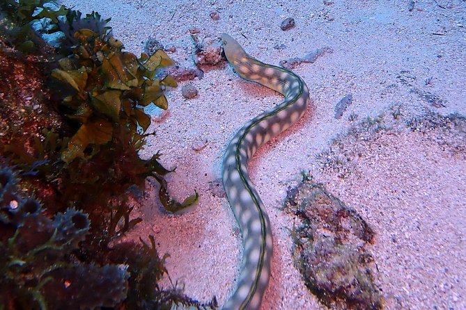 SPECIAL!! 2 Tank Wreck & Drift Reef dives - Small Group, Real Leadership: The Difference Between Calm And Chaotic