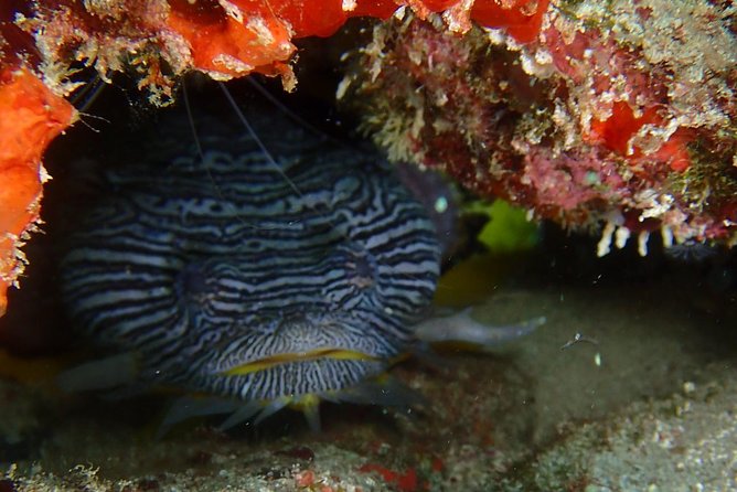 SPECIAL!! 2 Tank Wreck & Drift Reef dives - Timing, Depth, And Fit: Who This Is Best For