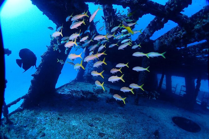 SPECIAL!! 2 Tank Wreck & Drift Reef dives - Isla Mujeres Logistics: Where You’ll Start And How It Ends
