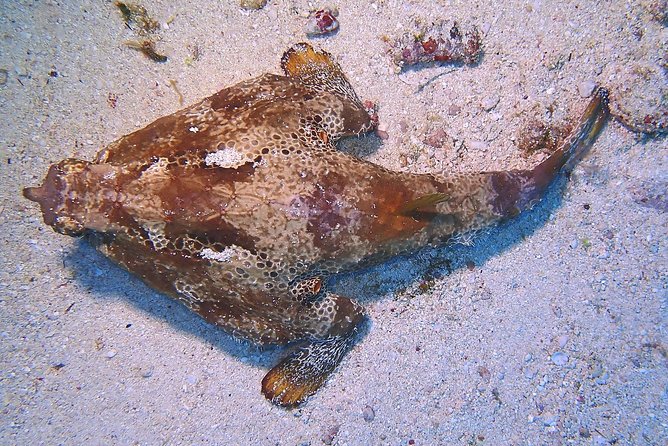 SPECIAL!! 2 Tank Wreck & Drift Reef dives - Weather, But With a Plan