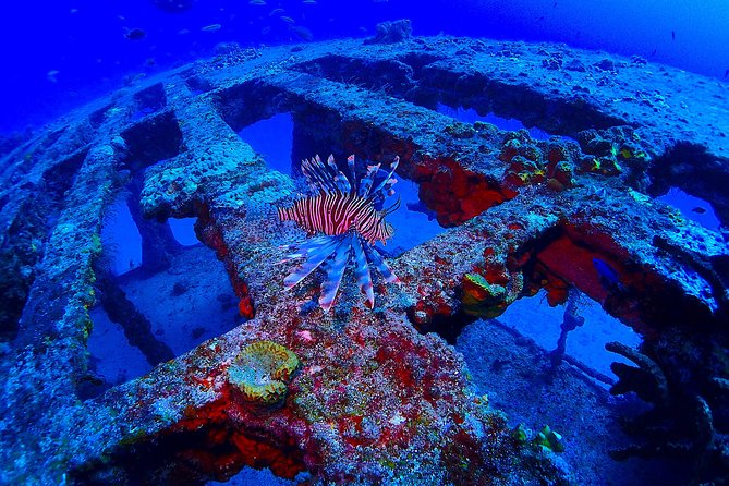 SPECIAL!! 2 Tank Wreck & Drift Reef dives - The Drift Reef Second Tank: How You’ll See Wildlife Differently